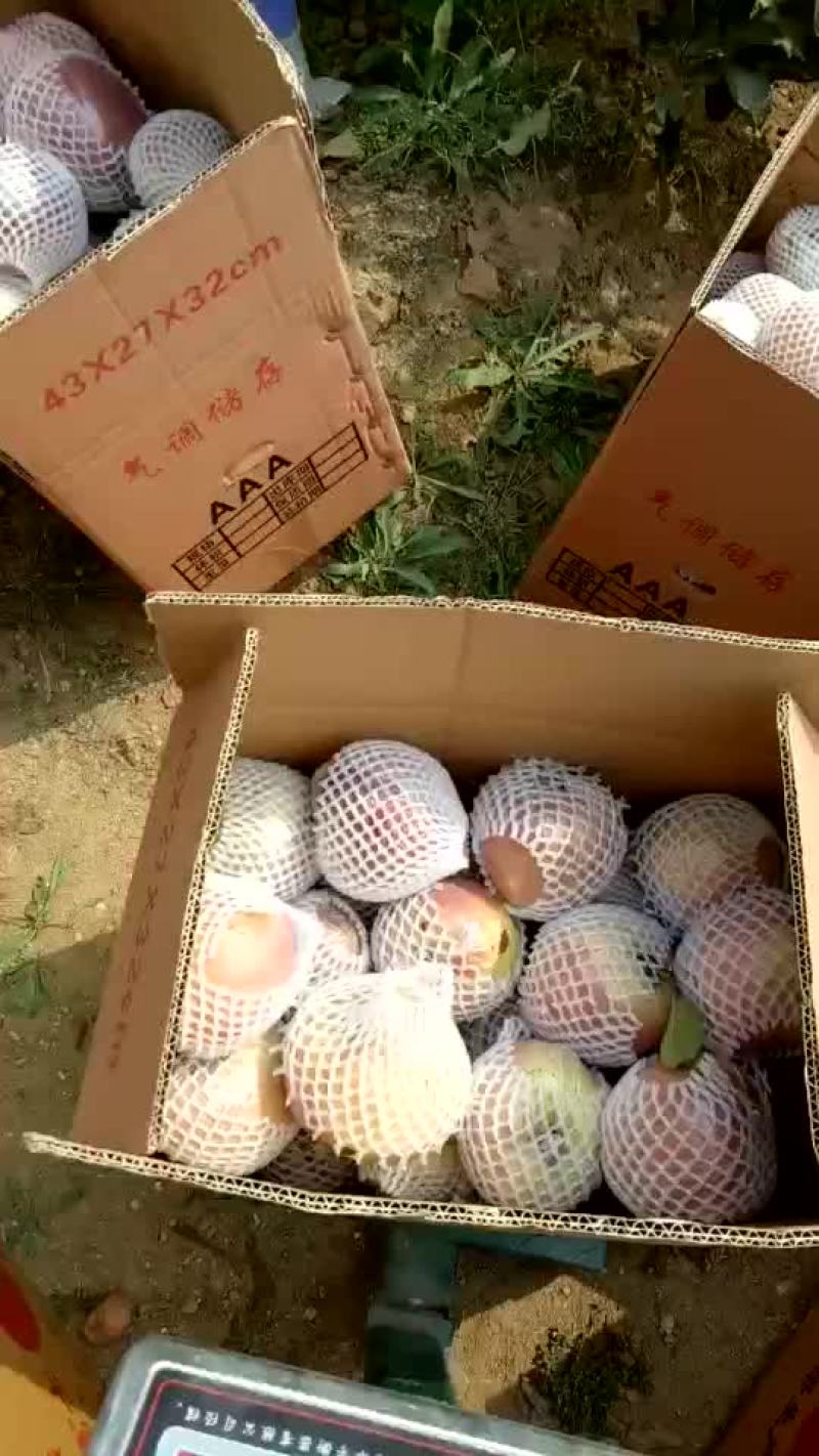 新红星苹果红星苹果批发价格，苹果产地直销