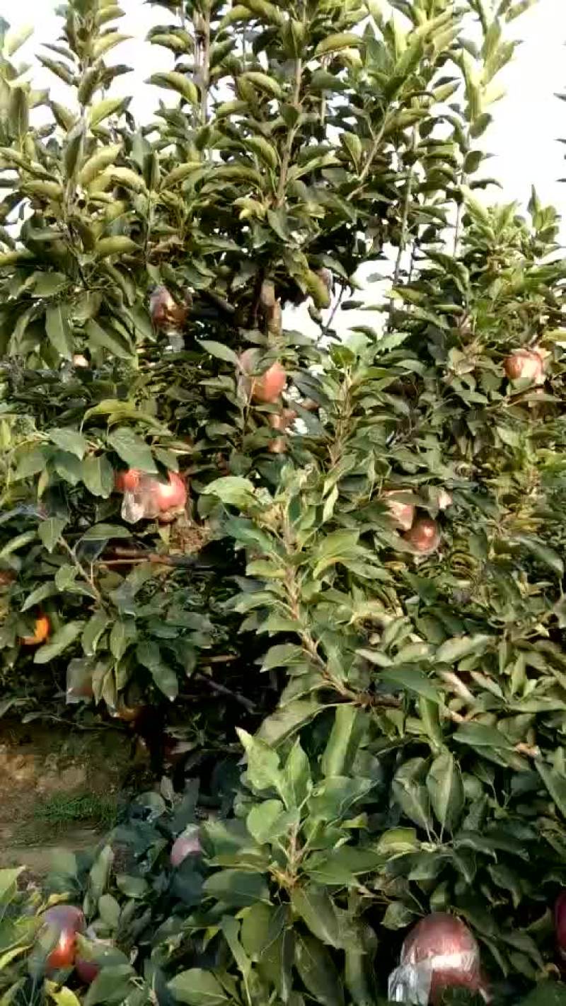 新红星苹果红星苹果批发价格，苹果产地直销