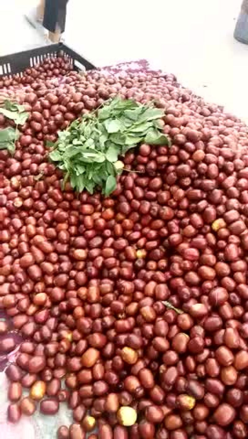脆枣特级鲜枣