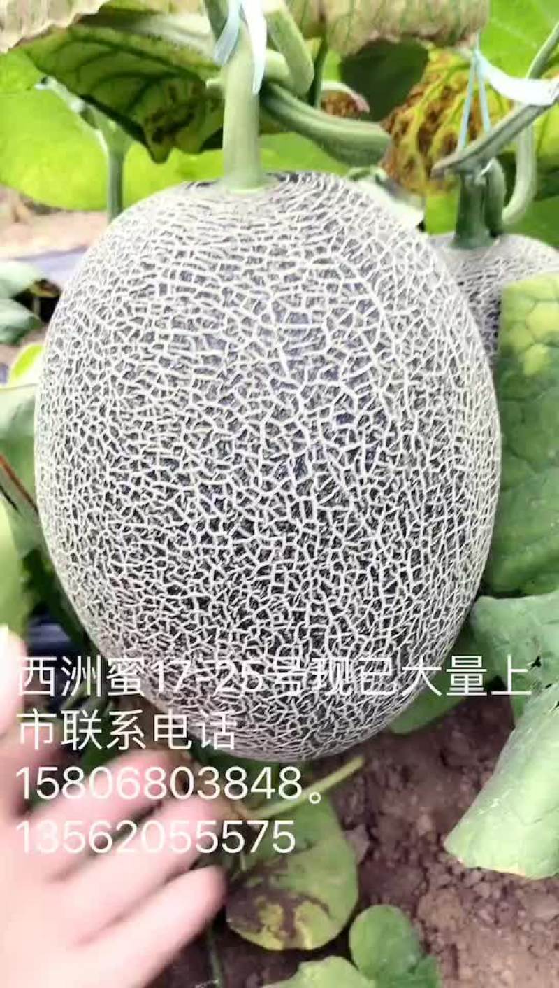 西州蜜瓜3斤以上椭圆形