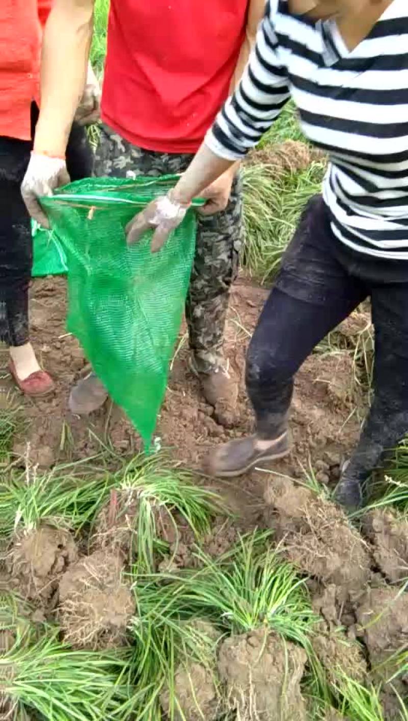 山东菏泽麦冬草-小叶麦冬苗基地量大产地直发欢迎采购