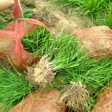 山东菏泽麦冬草-小叶麦冬苗基地量大产地直发欢迎采购