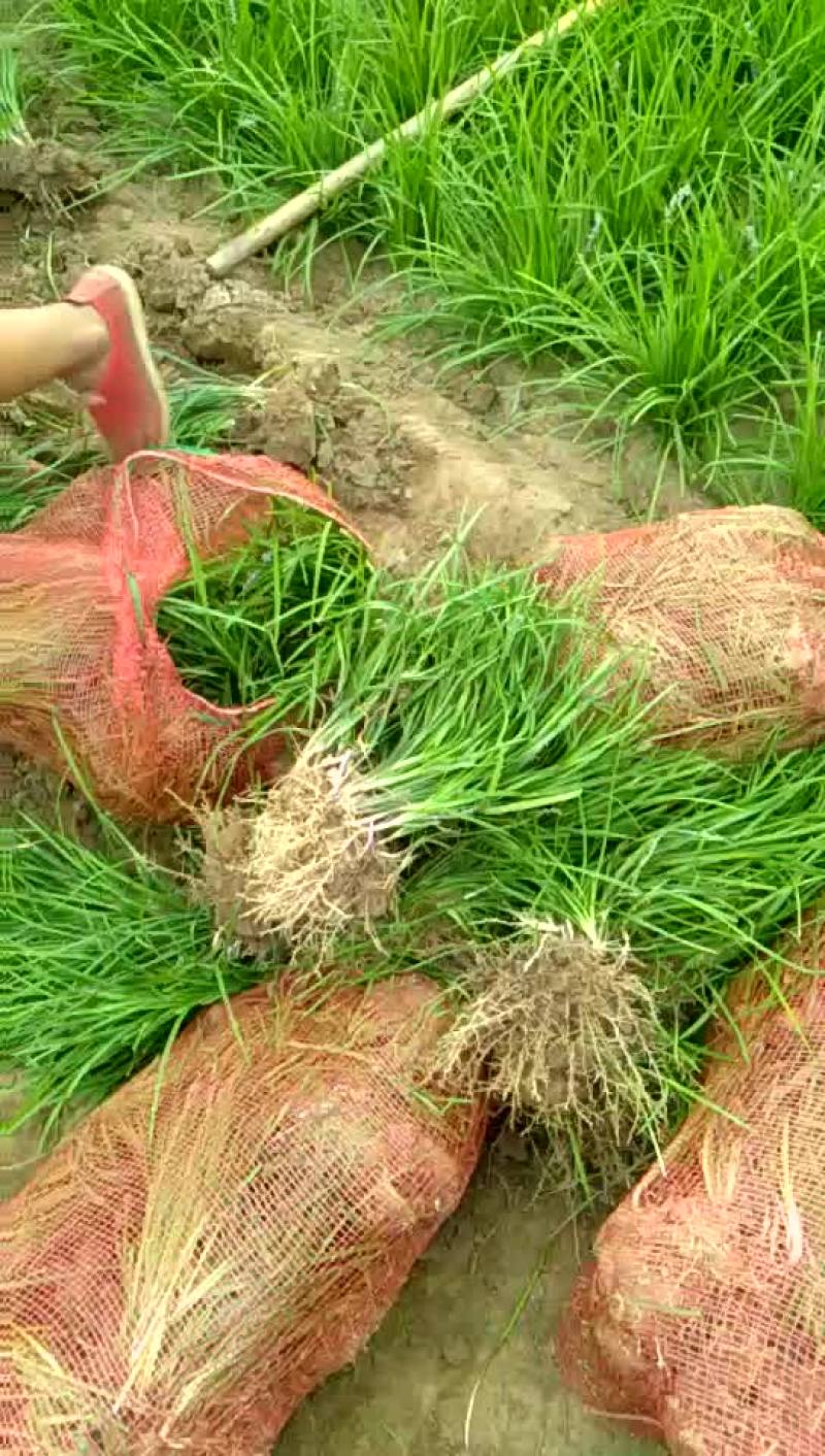 山东菏泽麦冬草-小叶麦冬苗基地量大产地直发欢迎采购