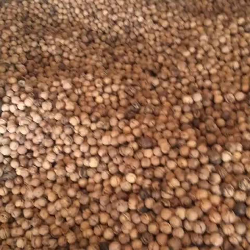 绵核桃去皮干