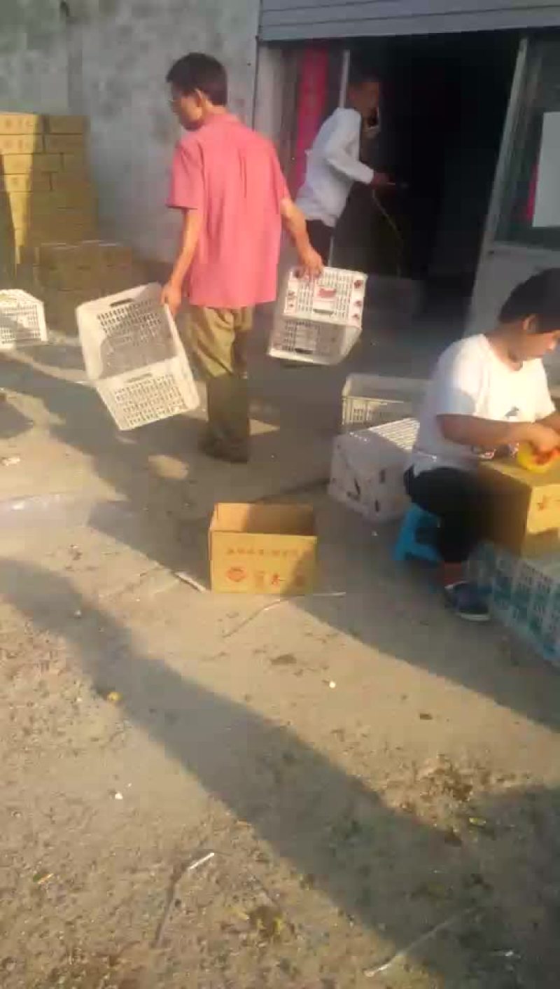 沾化冬枣拐一