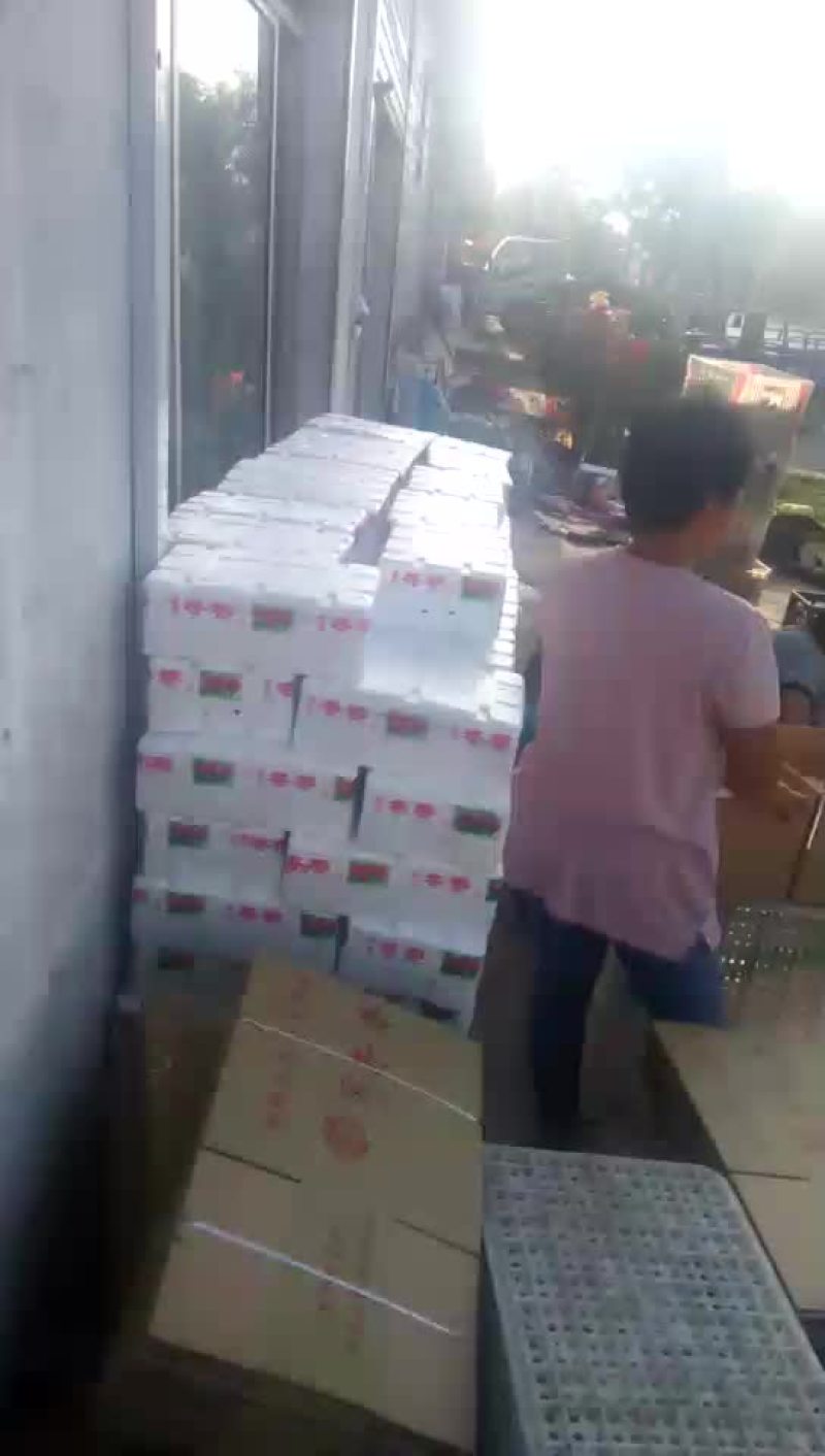 沾化冬枣拐一