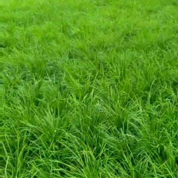麦冬草