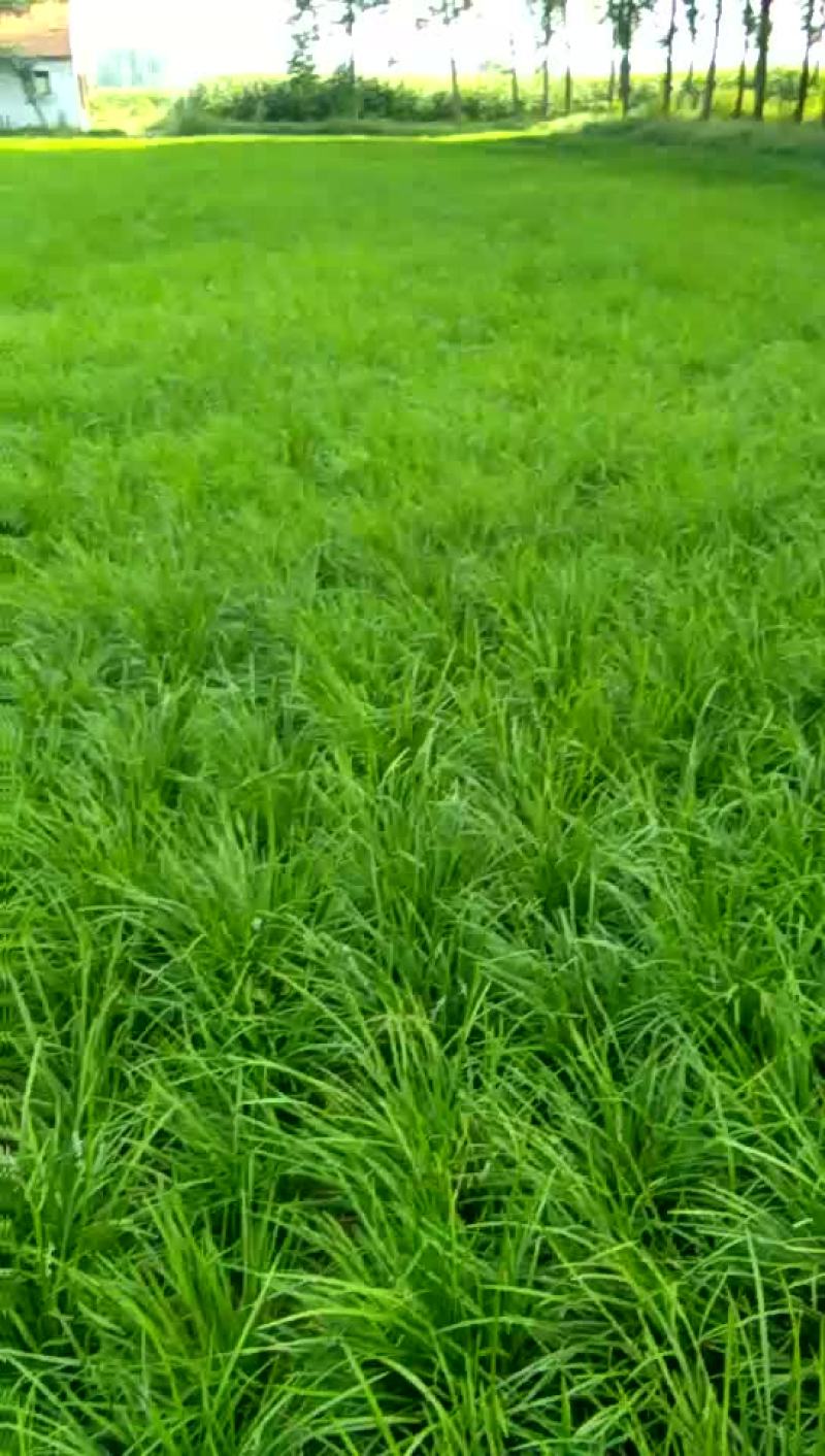 麦冬草
