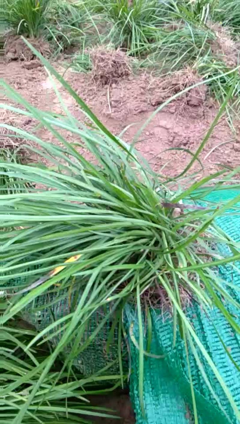 麦冬草
