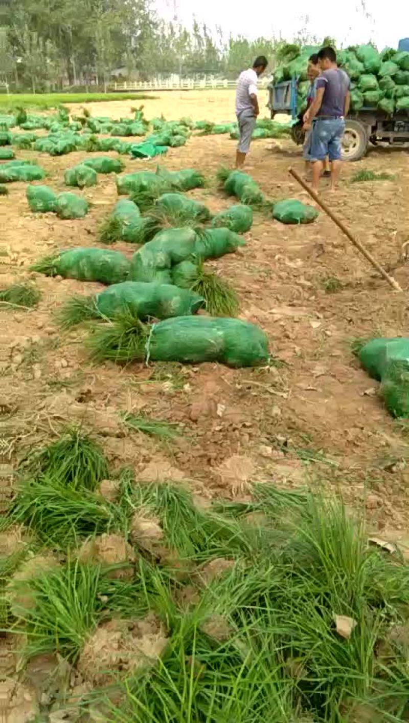 麦冬草