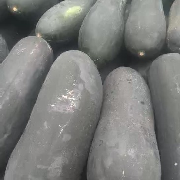 黑皮冬瓜15斤以上吊冬瓜