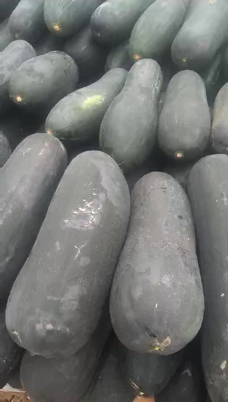 黑皮冬瓜15斤以上吊冬瓜