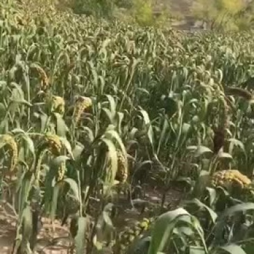 沁州黄小米散装