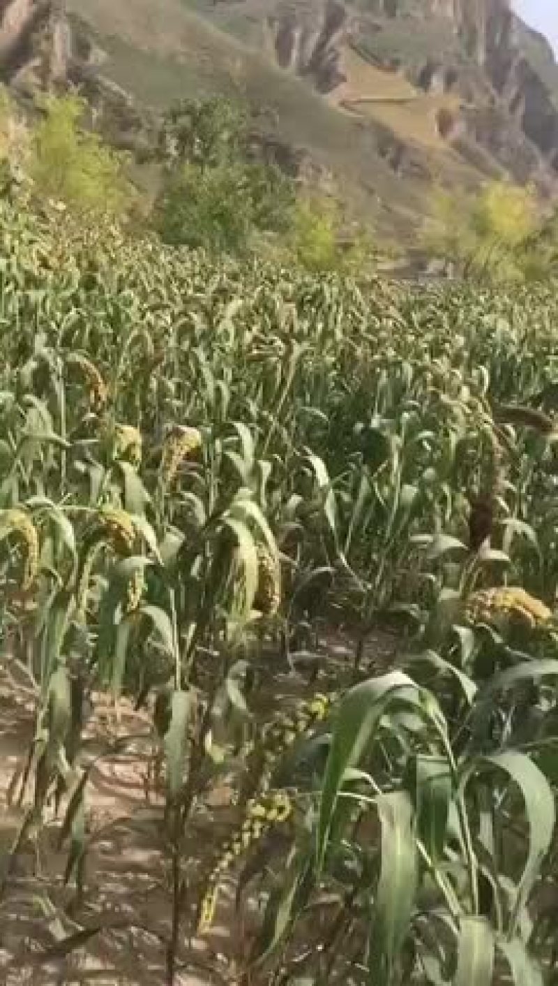 沁州黄小米散装
