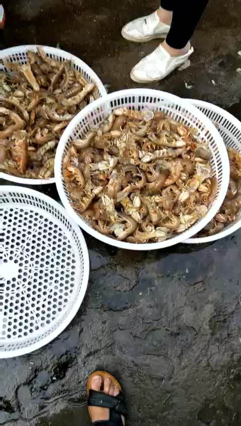 皮皮虾活虾