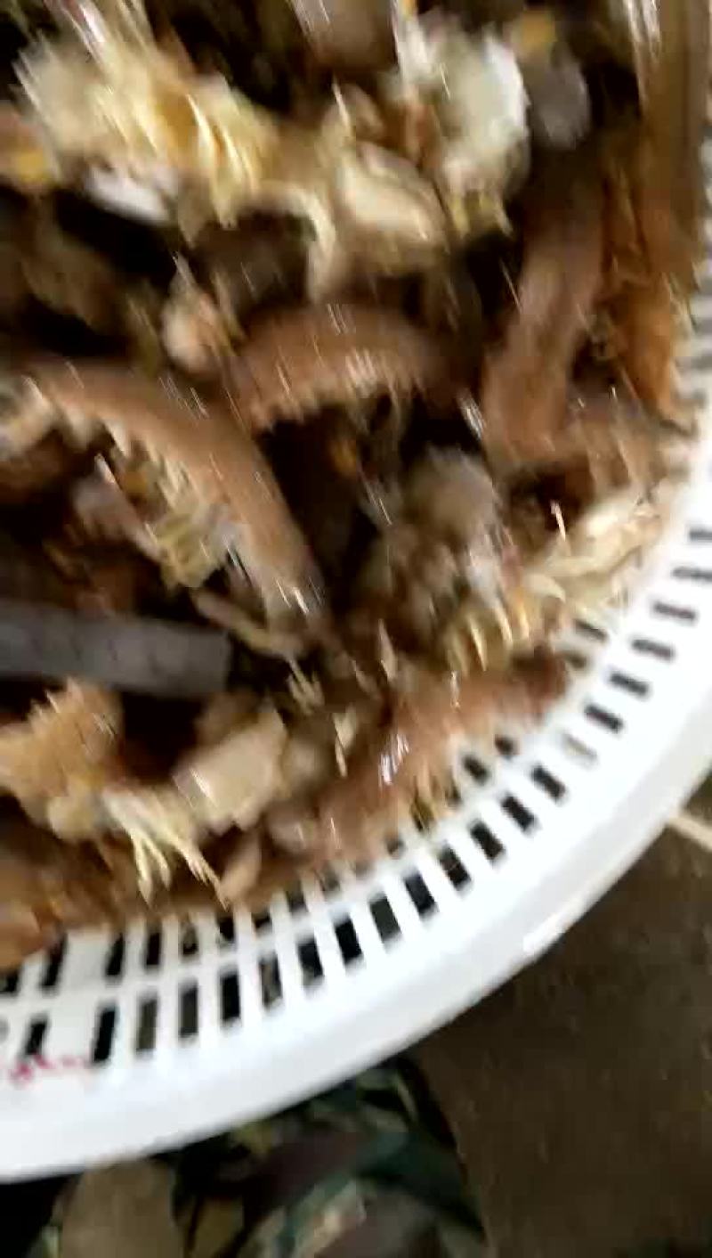 皮皮虾活虾