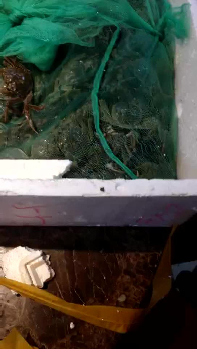 河蟹食用雄1.4-1.6两/只