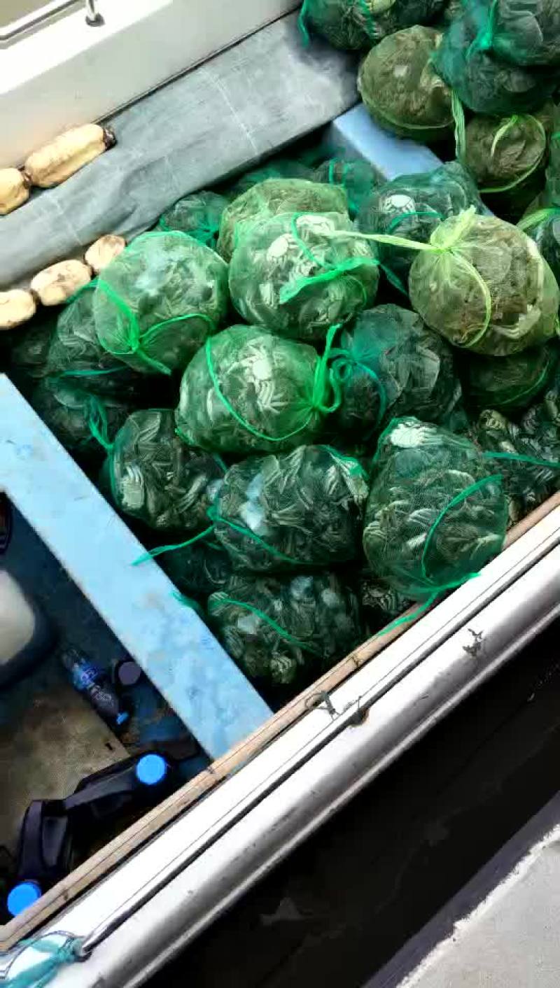 河蟹食用雄1.4-1.6两/只