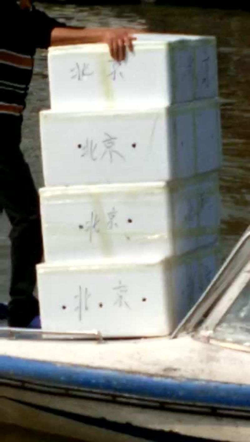 河蟹食用雄1.4-1.6两/只