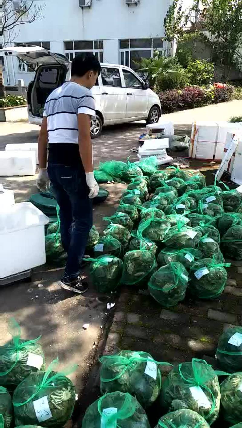河蟹螃蟹实时市场价格