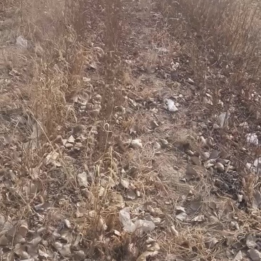 红肉苹果树苗80cm以上