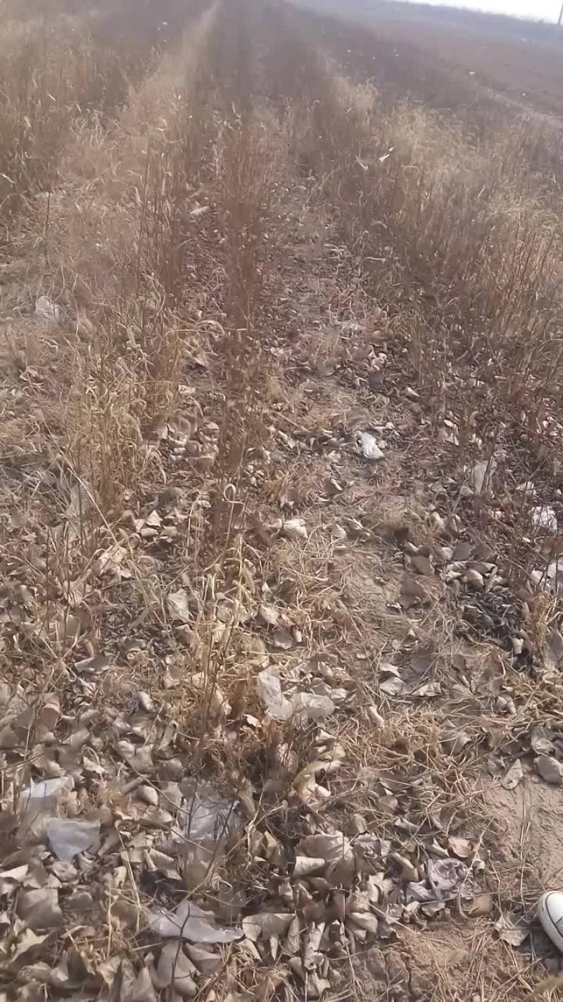 红肉苹果树苗80cm以上