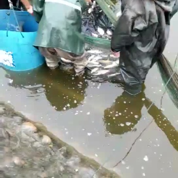 金草鱼1~2.5公斤人工养殖食用活鱼