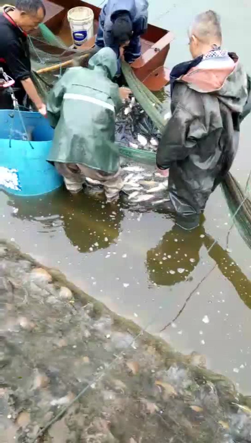 金草鱼1~2.5公斤人工养殖食用活鱼