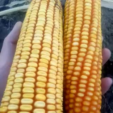 黄玉米14~16%