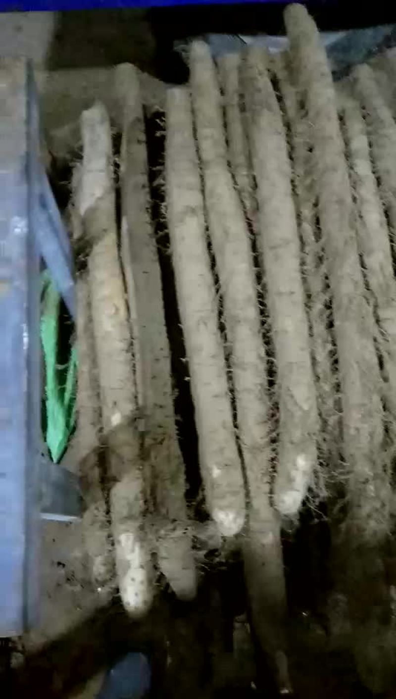 白玉山药3~4厘米40~50厘米一级通货