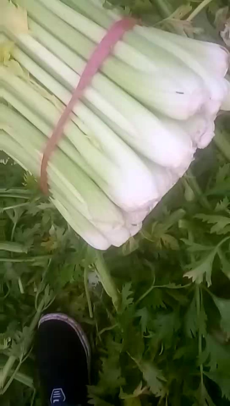 西芹55cm以上
