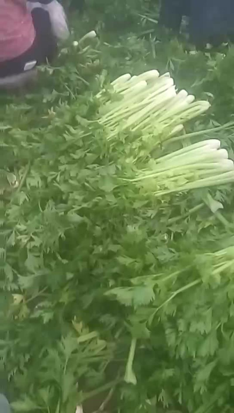 西芹55cm以上