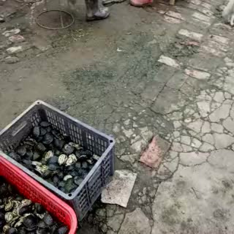 巴西龟0.5斤以下