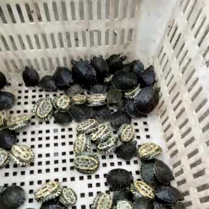 巴西龟0.5斤以下