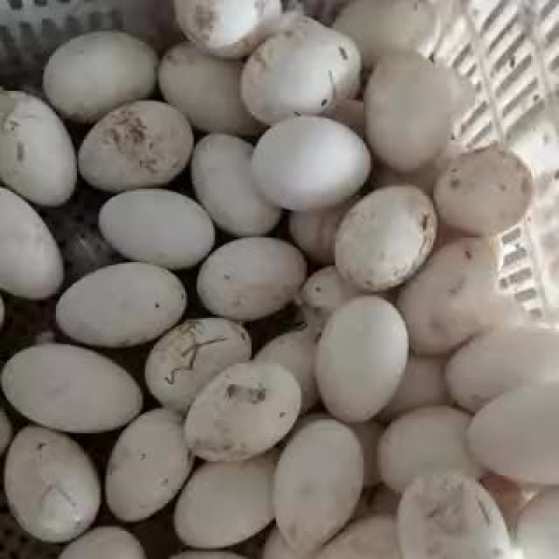 土鹅蛋食用