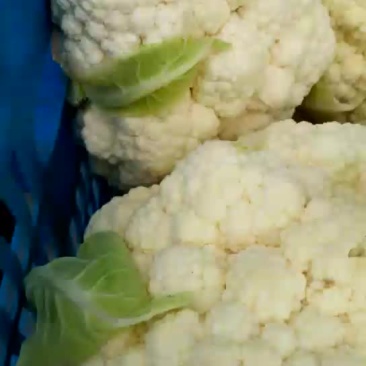 白花菜花紧密乳白2斤以上