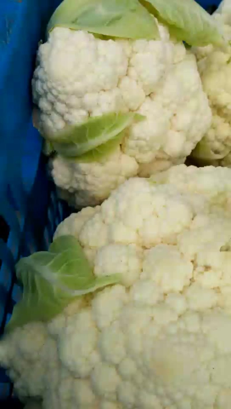 白花菜花紧密乳白2斤以上