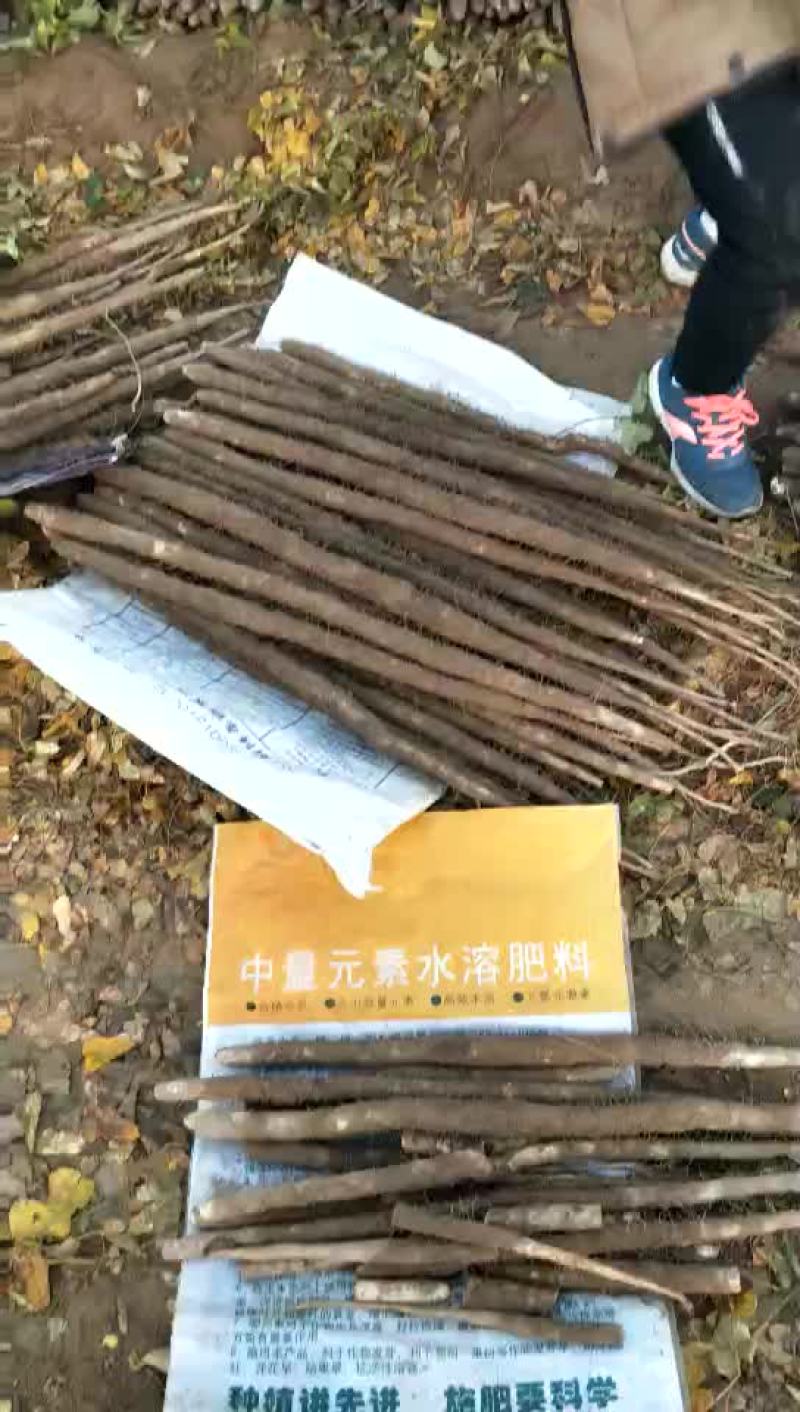 麻山药3~4厘米50~70厘米一级通货
