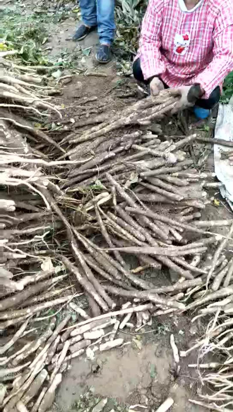 麻山药3~4厘米50~70厘米一级通货