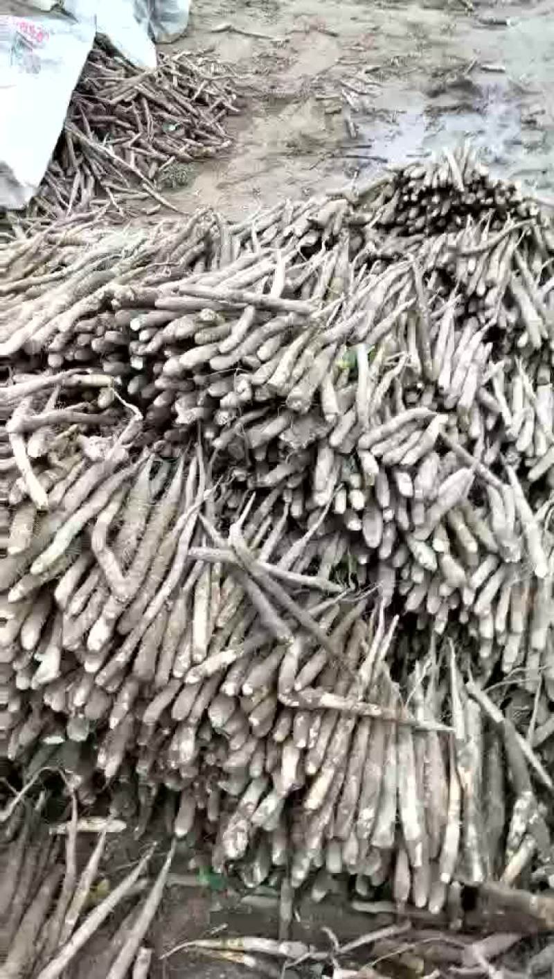 麻山药3~4厘米50~70厘米一级通货