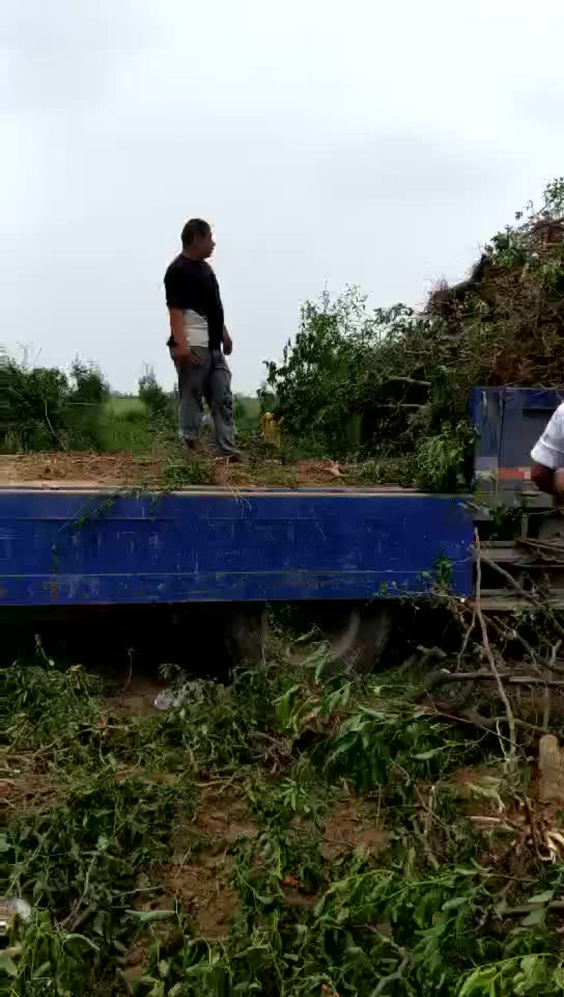 冬枣树苗50~80cm
