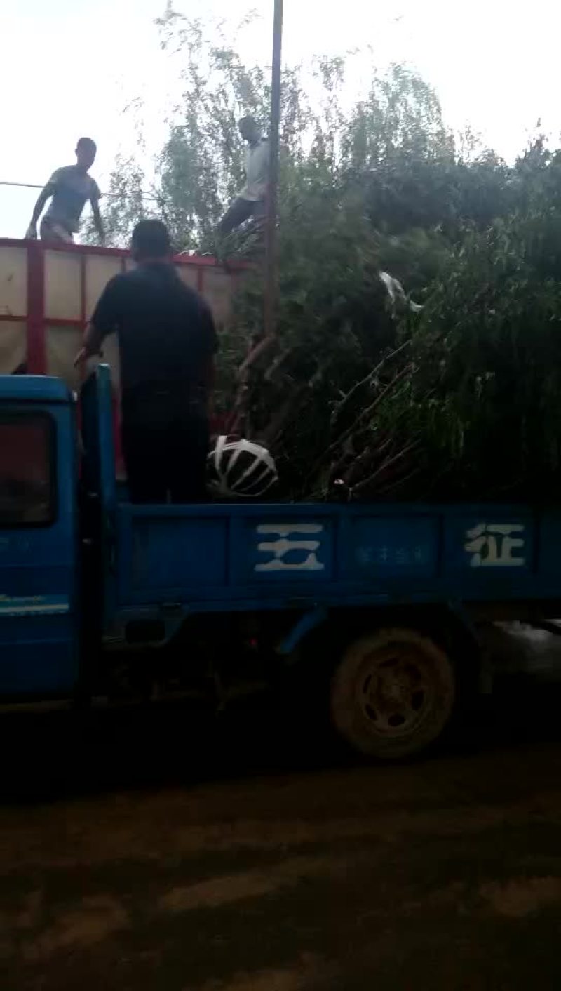 冬枣树苗50~80cm