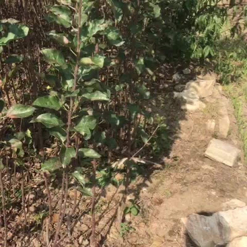 红肉苹果苗80cm以上