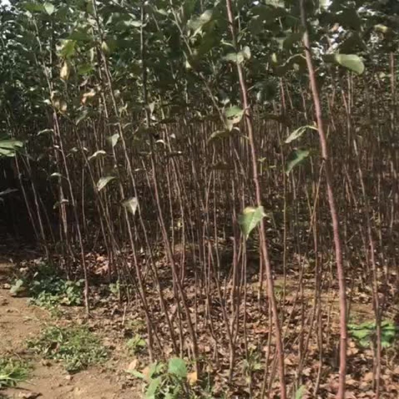 红肉苹果苗80cm以上