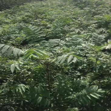 红油香椿苗大棚80cm以上