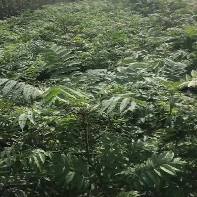 红油香椿苗大棚80cm以上