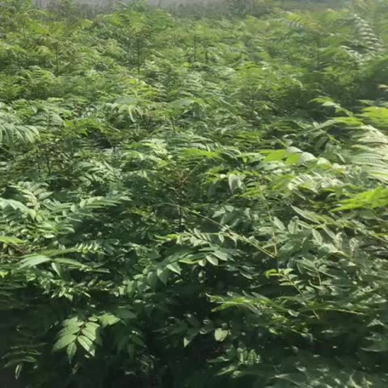 红油香椿苗大棚80cm以上