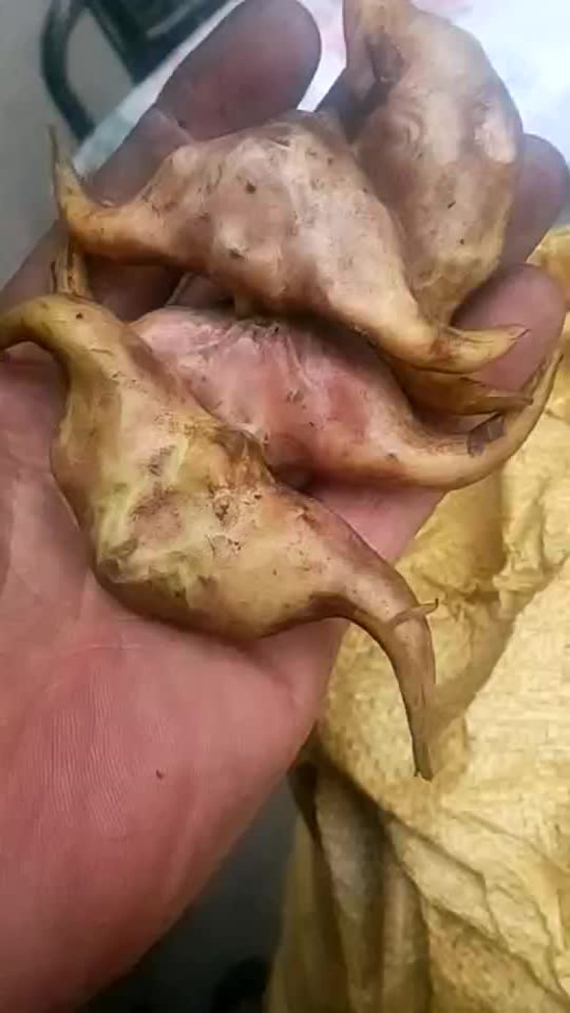 菱角家菱