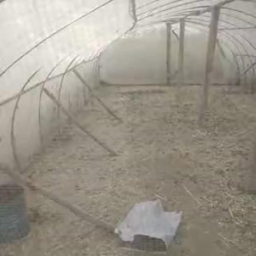东亚飞蝗食用