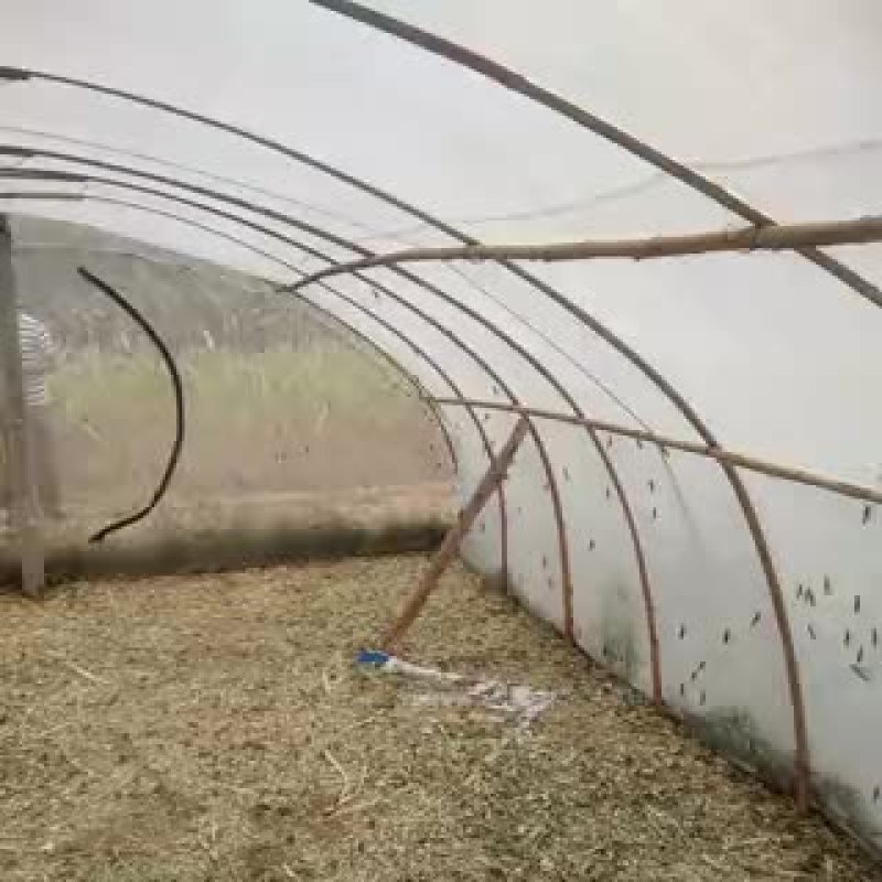 东亚飞蝗食用